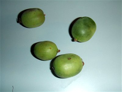 Actinidia arguta from Chile, bought at the Binnenrotte market in Rotterdam, the Netherlands