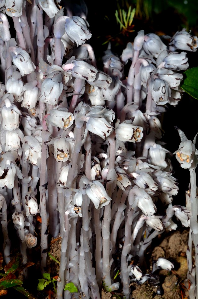 Indian pipe in good number growing in Camano Island State Park, Washington (U.S. State) on 30 July 2011.