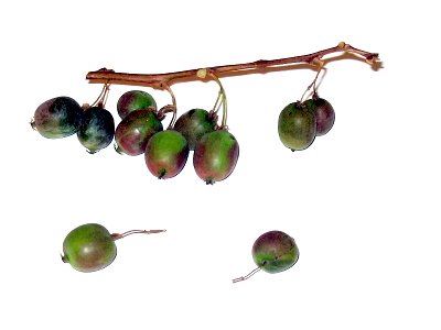 kiwifruit sort, weiki