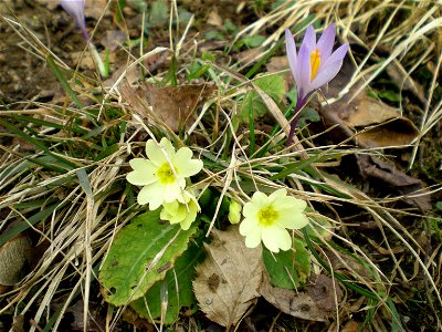 Croco e primula