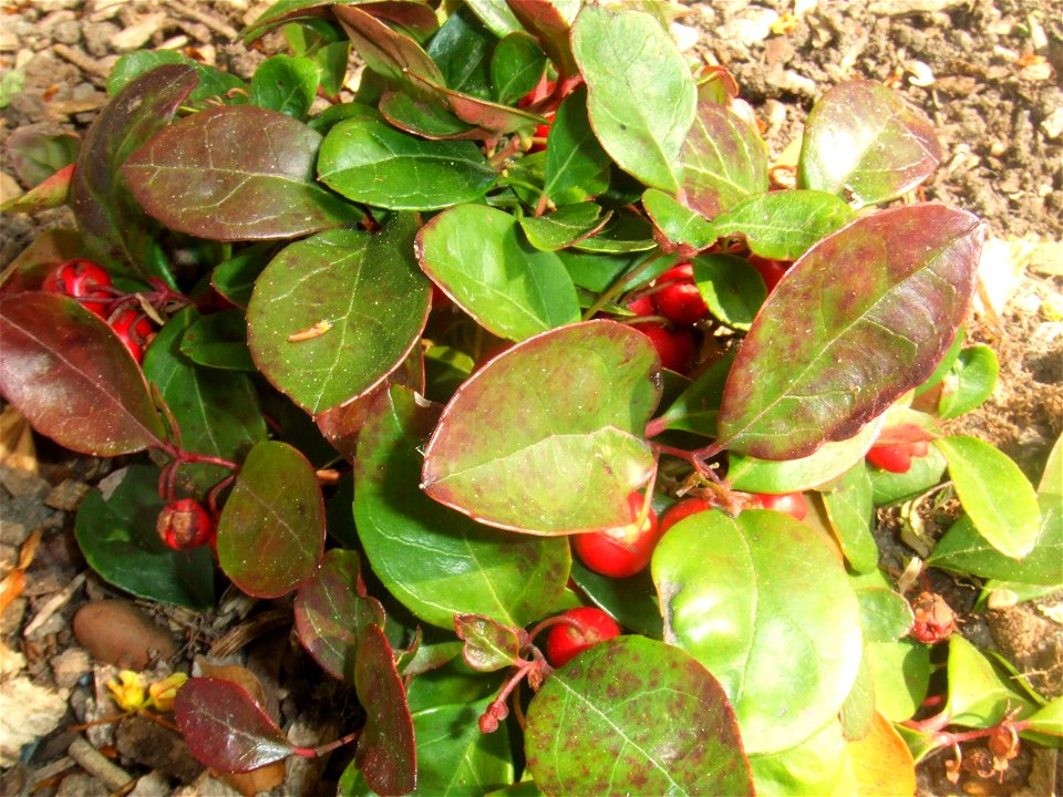 Gaultheria procumbens, picture taken at the Botanische Tuin TU Delft in Delft, The Netherlands