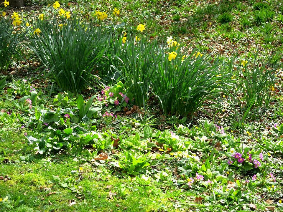 Primroses and daffodils in the parc de l'Aulnaye à Vaires-sur-Marne (Seine-et-Marne, France).