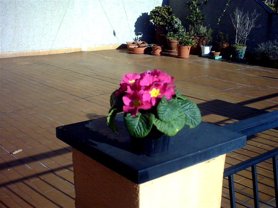 foto di primula a Cogoleto (Genova)