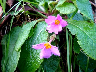 Primula vulgaris subsp. sibthorpii