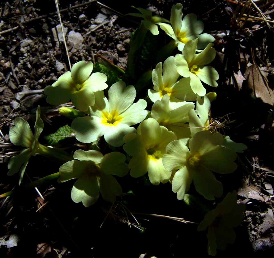 Primula acaulis in the wild, Castelltallat, Catalonia