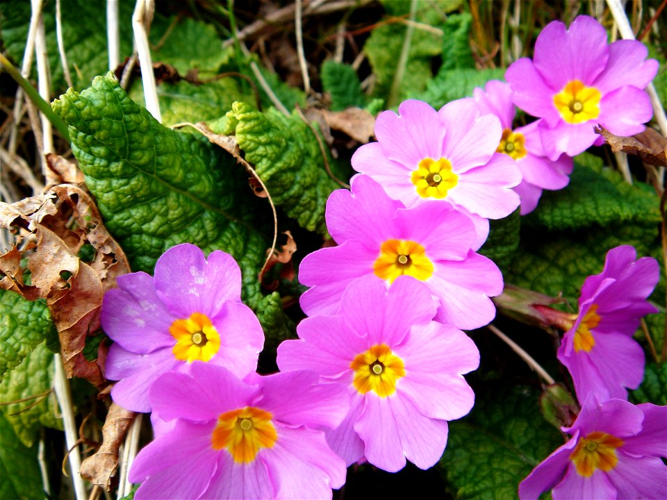 Primula vulgaris subsp. rubra (syn. Primula vulgaris subsp. sibthorpii)
