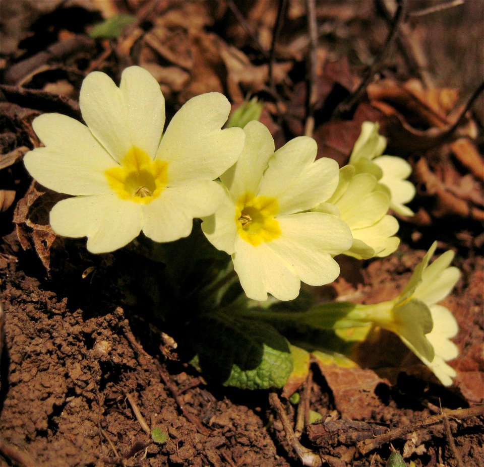Trobentica, spring-flower (Slovenia). Modiefed with the Gimp (colors, white balance).