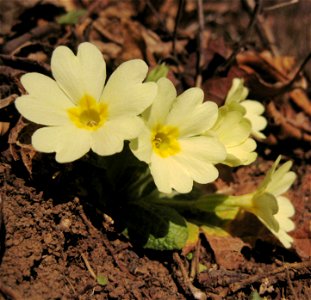 Trobentica, spring-flower (Slovenia). Modiefed with the Gimp (colors, white balance).