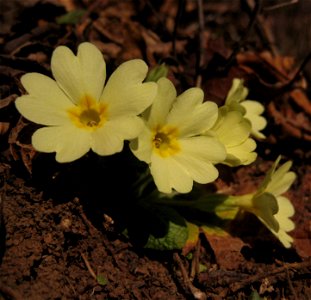 Trobentica, spring-flower (Slovenia)