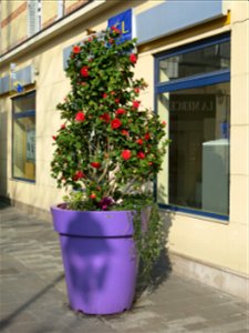 Camellia in Colombes (Hauts-de-Seine, France), rue Saint-Denis. photo