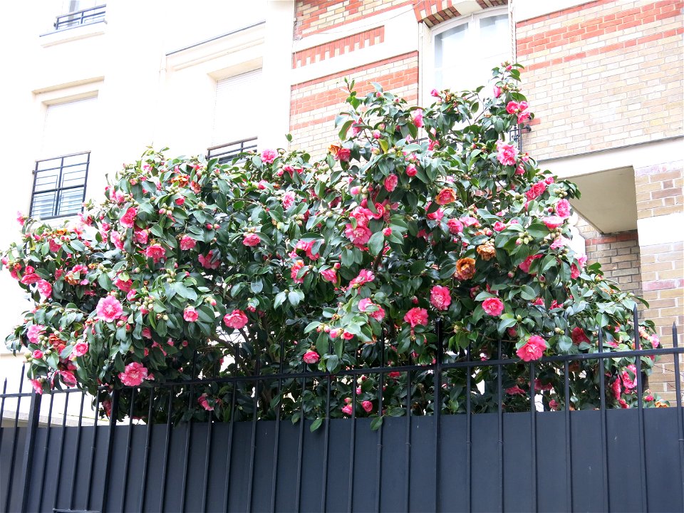 Camellia in la Garenne-Colombes (Hauts-de-Seine, France), 40ter rue Auguste-Buisson. photo