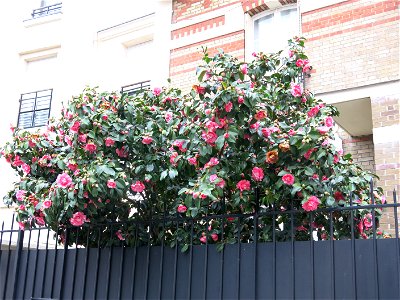 Camellia in la Garenne-Colombes (Hauts-de-Seine, France), 40ter rue Auguste-Buisson. photo
