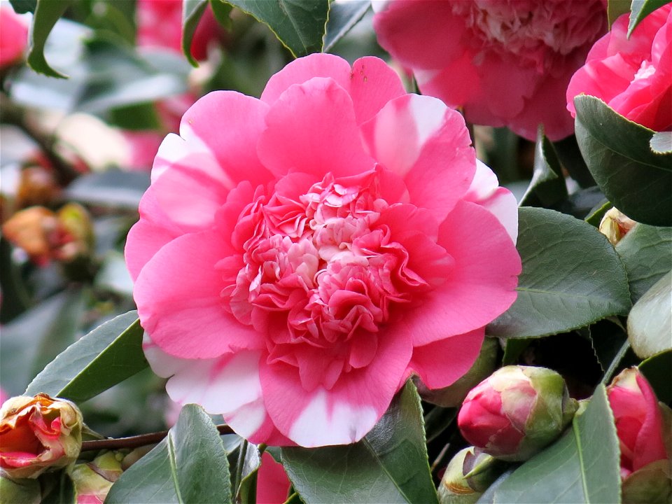 Camellia in la Garenne-Colombes (Hauts-de-Seine, France), 40ter rue Auguste-Buisson.
