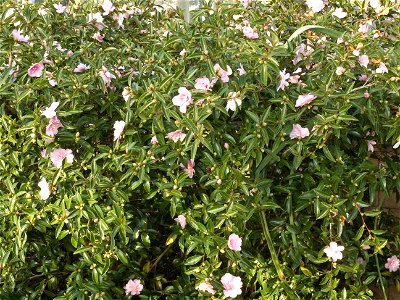 I think this is Camellia sasanqua 'Otome-sazanka' (it was labelled C. japonica 'Lady Loch' when I photographed it, but had previously been labelled C. sasanqua 'Pink Pearl'), growing at Birmingham Bot photo
