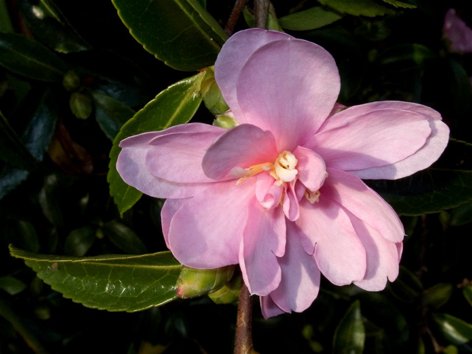 I think this is Camellia sasanqua 'Otome-sazanka' (it was labelled C. japonica 'Lady Loch' when I photographed it, but had previously been labelled C. sasanqua 'Pink Pearl'), growing at Birmingham Bot