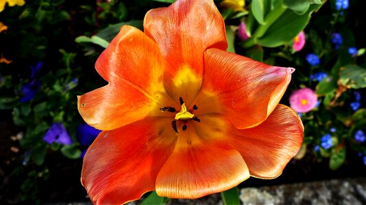 Plant leaf tulip photo