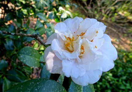 Botanical specimen in Bok Tower Gardens - Florida, USA.