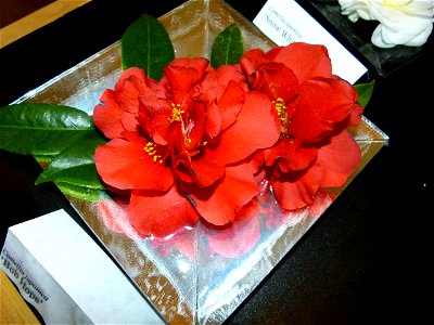 Camellia japonica 'Bob Hope' photo