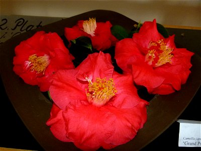 Camellia japonica 'Grand Prix' photo
