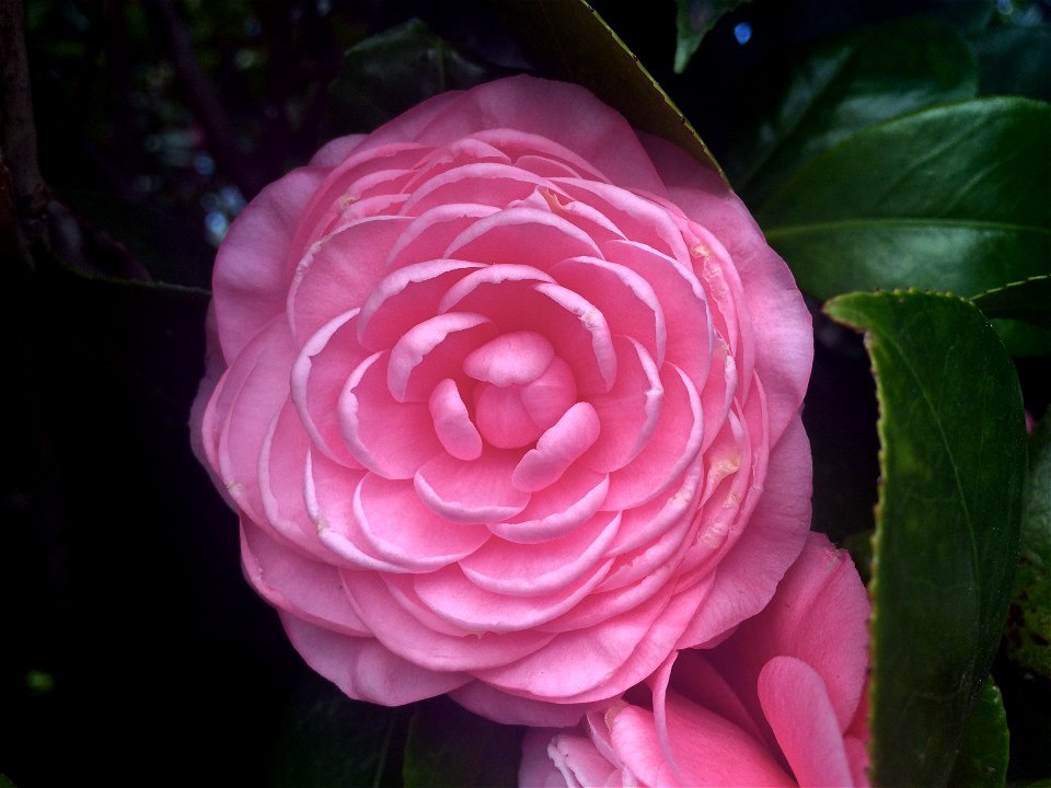 Flower of w:Camellia japonica 'Prince Frederick William' from large bush growing in Ermington, New South Wales, Australia.