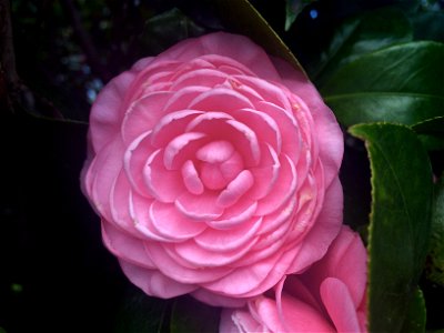 Flower of w:Camellia japonica 'Prince Frederick William' from large bush growing in Ermington, New South Wales, Australia. photo