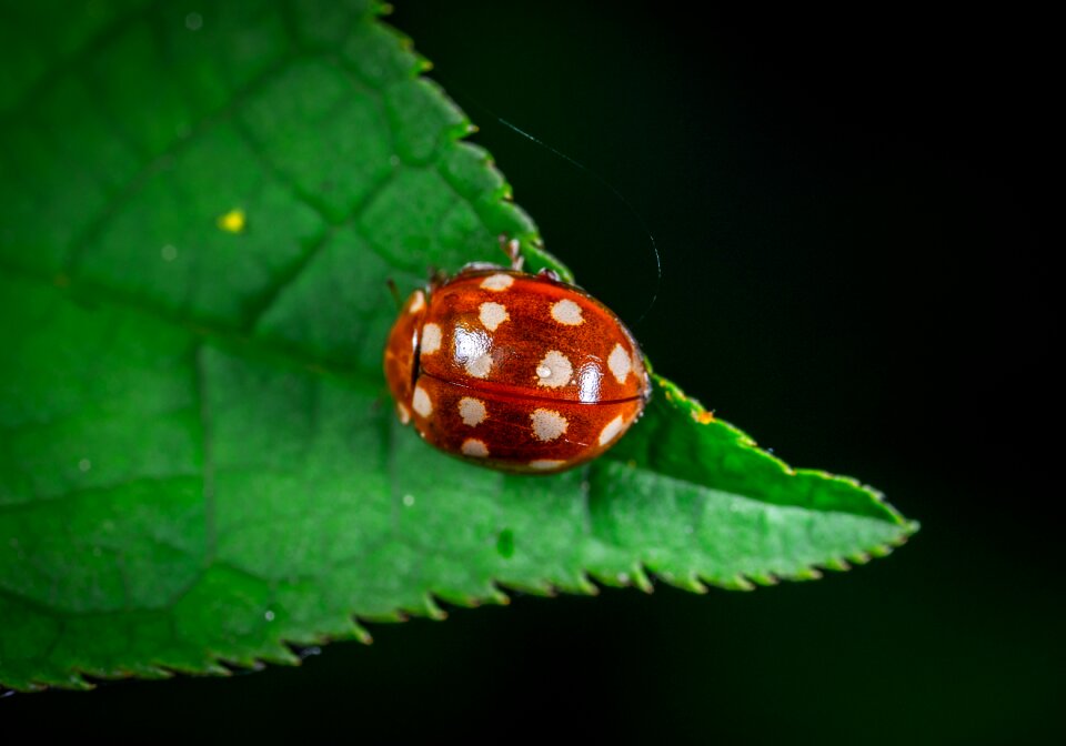 Beetle insect macro