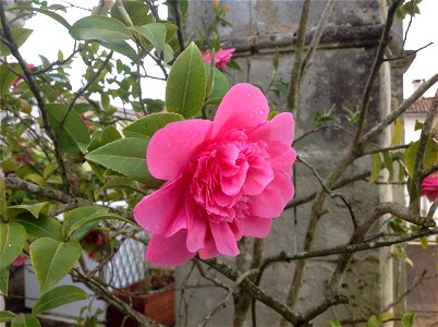 Fleur de Camellia japonica "Anticipation", France - photo prise par Louise Merzeau