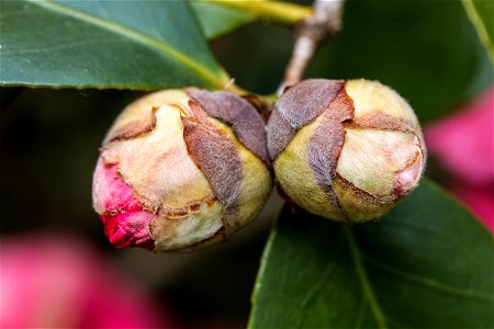 buds of a japanese camellia