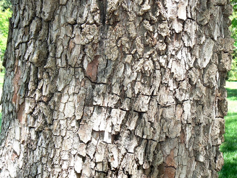 American Persimmon (Diospyros virginiana) bark detail
