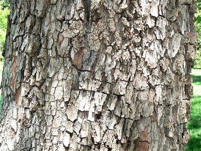 American Persimmon (Diospyros virginiana) bark detail photo