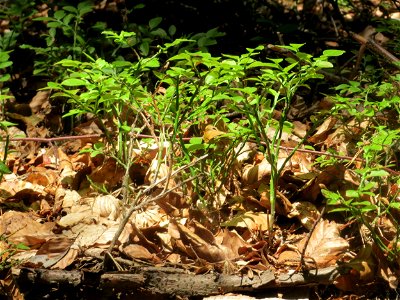 Heidelbeere (Vaccinium myrtillus) an der Hohen Tanne, einem Ausläufer vom Abtskopf bei Klingenmünster