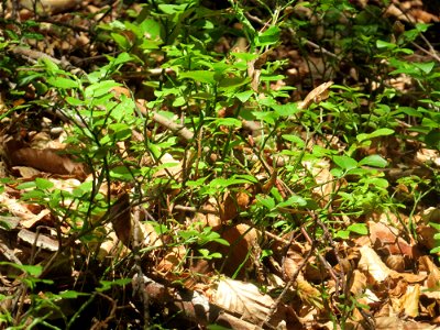 Heidelbeere (Vaccinium myrtillus) an der Hohen Tanne, einem Ausläufer vom Abtskopf bei Klingenmünster