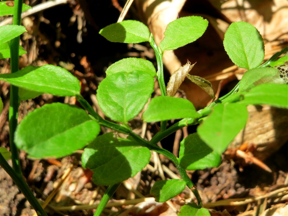 Heidelbeere (Vaccinium myrtillus) an der Hohen Tanne, einem Ausläufer vom Abtskopf bei Klingenmünster