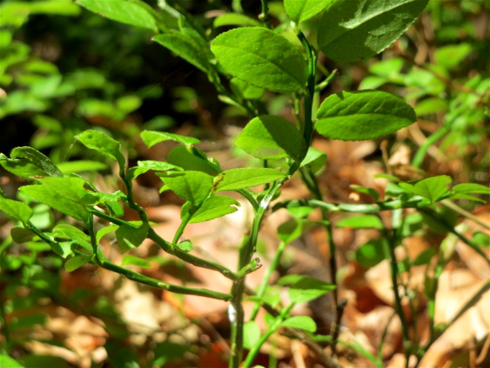 Heidelbeere (Vaccinium myrtillus) an der Hohen Tanne, einem Ausläufer vom Abtskopf bei Klingenmünster. Die Heidelbeere ist im Pfälzer Wald insbesondere in höheren Lagen ziemlich häufig