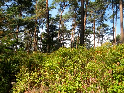 Heidelbeere (Vaccinium myrtillus) an der Hohen Tanne, einem Ausläufer vom Abtskopf bei Klingenmünster. Die Heidelbeere ist im Pfälzer Wald insbesondere in höheren Lagen ziemlich häufig