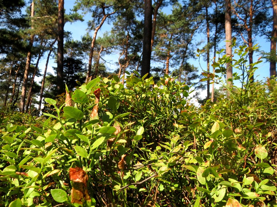 Heidelbeere (Vaccinium myrtillus) an der Hohen Tanne, einem Ausläufer vom Abtskopf bei Klingenmünster. Die Heidelbeere ist im Pfälzer Wald insbesondere in höheren Lagen ziemlich häufig