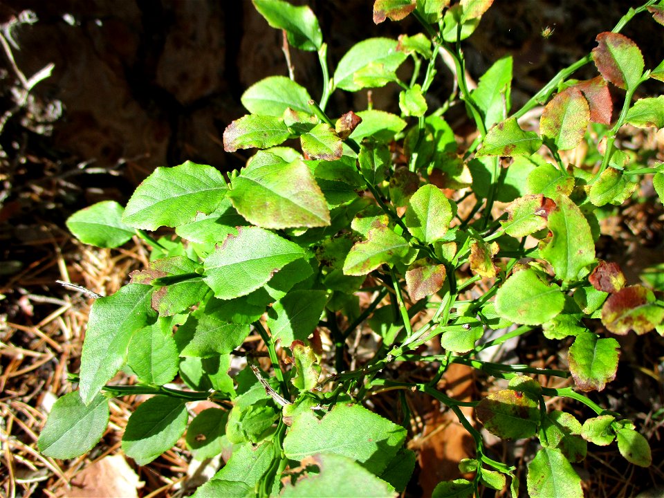 Heidelbeere (Vaccinium myrtillus) an den Heidenlöchern bei Deidesheim
