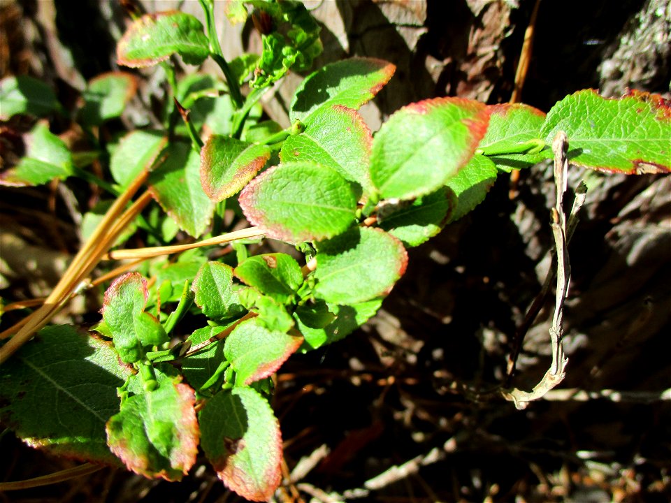 Heidelbeere (Vaccinium myrtillus) an den Heidenlöchern bei Deidesheim