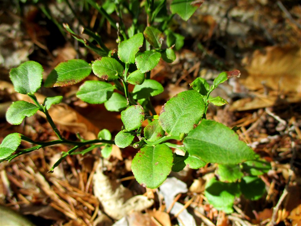 Heidelbeere (Vaccinium myrtillus) an den Heidenlöchern bei Deidesheim