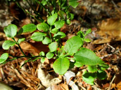 Heidelbeere (Vaccinium myrtillus) an den Heidenlöchern bei Deidesheim photo
