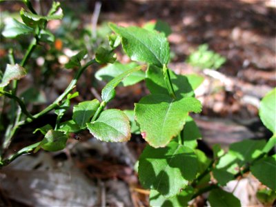 Heidelbeere (Vaccinium myrtillus) an den Heidenlöchern bei Deidesheim