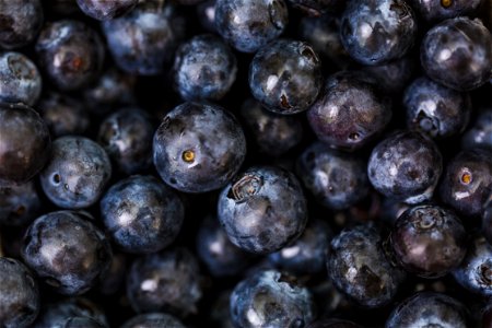 lot of blueberries photo