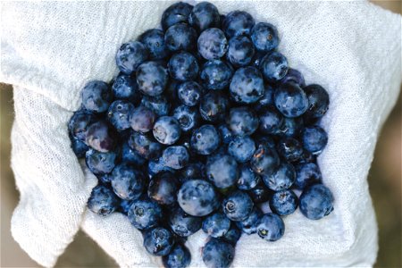 A bunch of blueberries on white textile photo