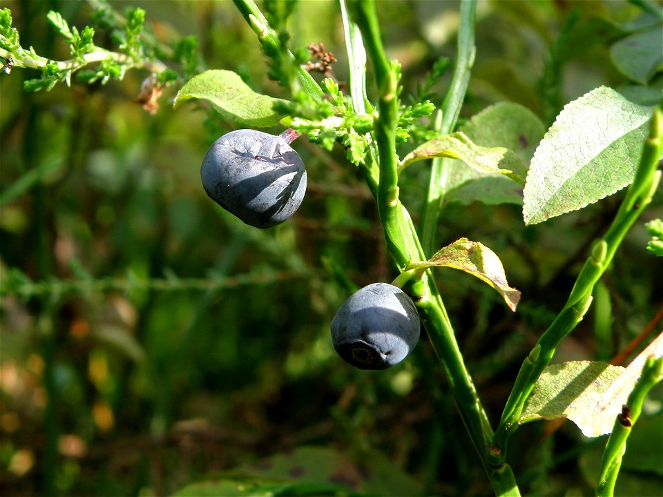 Borówka czarna, czarna jagoda (Vaccinium myrtillus L.)