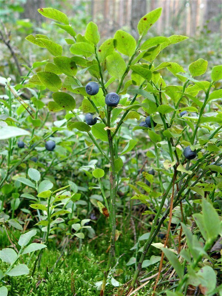 Borówka czarna, czarna jagoda (Vaccinium myrtillus L.)