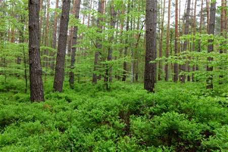 Wald nördlich von Behrensbrück in Kremmen am 10. Mai 2020. photo
