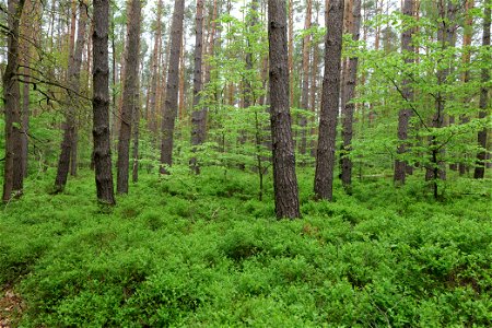 Wald nördlich von Behrensbrück in Kremmen am 10. Mai 2020.