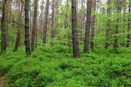 Wald nördlich von Behrensbrück in Kremmen am 10. Mai 2020. photo