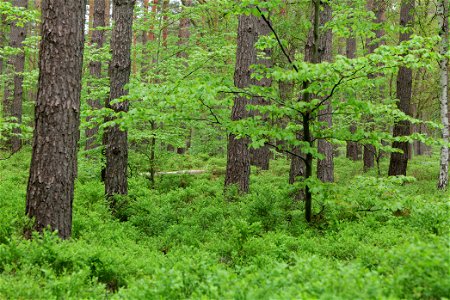 Wald nördlich von Behrensbrück in Kremmen am 10. Mai 2020. photo