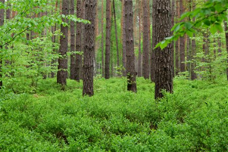 Wald nördlich von Behrensbrück in Kremmen am 10. Mai 2020. photo